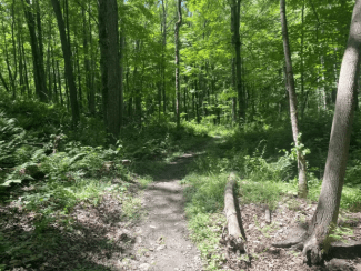 a well-trodden dirt path meandering in a lush deciduous forest
