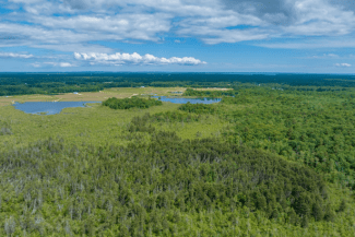 network of cranberry bog beds near Wareham MA