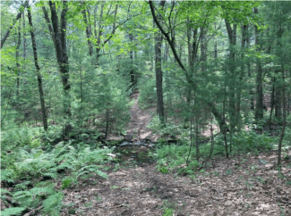 spring woodsy trail at ellis walker property in westborough