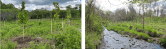 2 pictures: 1 field with young trees, 2nd with brook in front and young trees in back