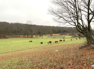 view of vollinger farm with animals grazing in the distance with mountain behind