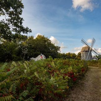 Old style wooden windmill in background of rural setting